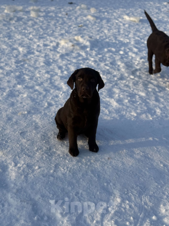 Собаки в Новосибирске: Щенок лабрадора, доставка Мальчик, 60 000 руб. - фото 1