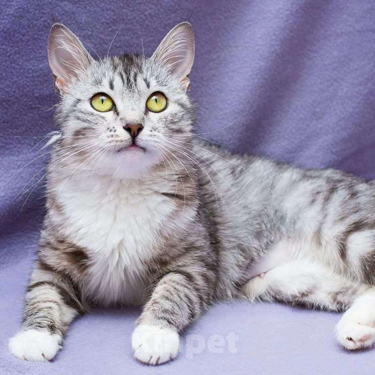 Кошки в Москве: Кисточку вернули спустя меньше суток после приезда домой 💔 Девочка, Бесплатно - фото 4