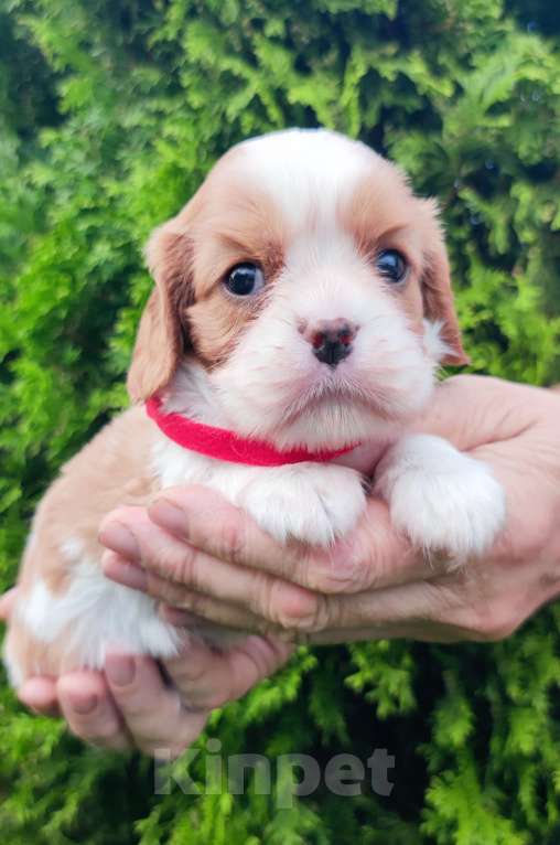 Собаки в Санкт-Петербурге: Красивый мальчик кавалер Кинг Чарльз спаниель,д.р.11.08.24. будет готов к переезду в 20 числах ок. Мальчик, Бесплатно - фото 3