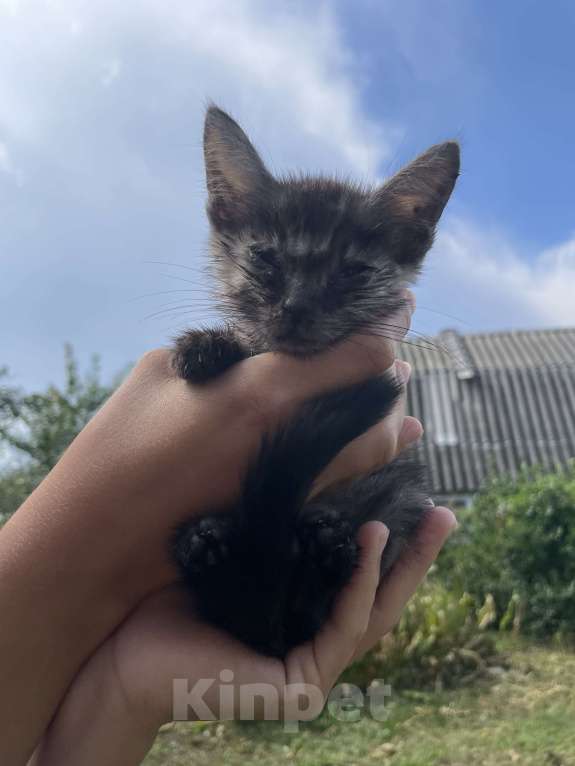 Кошки в других городах Самарской области: Отдам котенка в добрые руки Мальчик, Бесплатно - фото 2