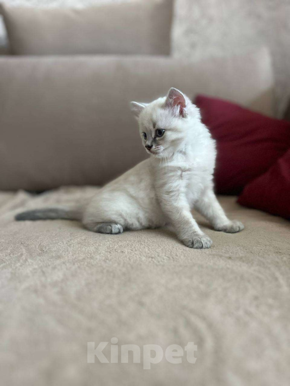 Кошки в Йошкаре-Оле: Котята породы Невская маскарадная Мальчик, 8 000 руб. - фото 2