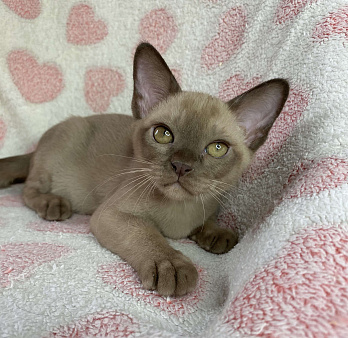 Шоколадный бурманский мальчик Baks