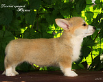 Собаки в Мытищах: Щенки вельш-корги пемброк Мальчик, Бесплатно - фото 4