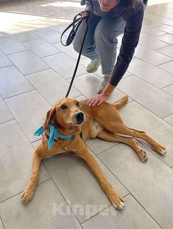 Собаки в Москве: Добрый, нежный песик Рыжулик, метис Русской Гончей в дар Мальчик, 10 руб. - фото 9