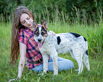 Собаки в Солнечногорске: Щенок в дар Девочка, Бесплатно - фото 6