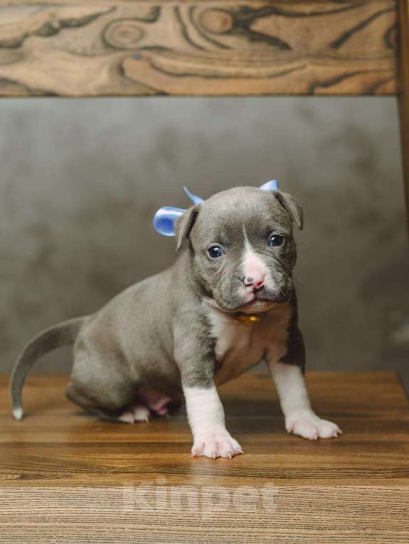 Собаки в Сургуте: Щенки Американского булли  Девочка, 60 000 руб. - фото 10