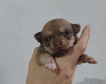 Собаки в Москве: Щенок чихуахуа Мальчик, 10 000 руб. - фото 2