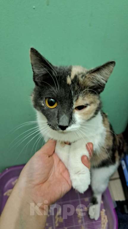 Кошки в Нижневартовске: Отдам в добрые руки Девочка, Бесплатно - фото 4