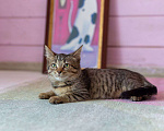Кошки в Раменском: Котенок Фанта осень хочет домой Девочка, Бесплатно - фото 4