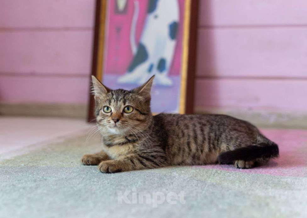 Кошки в Раменском: Котенок Фанта осень хочет домой Девочка, Бесплатно - фото 4