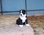 Собаки в Краснодаре: Продам щенков среднеазиатской овчарки(алабай) Мальчик, 20 000 руб. - фото 2