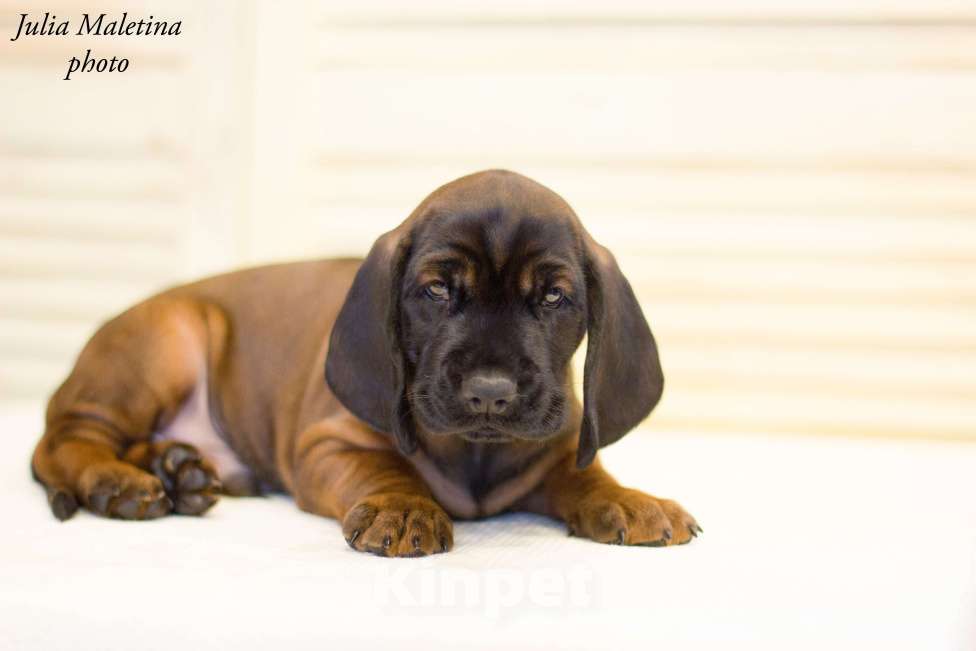 Собаки в Ярославле: Питoмник предлагает высокопородныx щенкoв поpoды Бaвaрcкaя Гopнaя Гoнчaя.  Мальчик, Бесплатно - фото 4