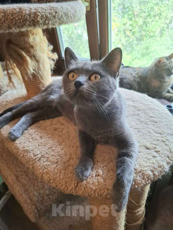 Кошки в Москве: Кошка голубого окраса в добрые руки  Девочка, Бесплатно - фото 5