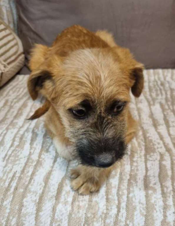 Собаки в Москве: Мультяшный мальчишка – из недавно спасенной семейки Мальчик, Бесплатно - фото 4