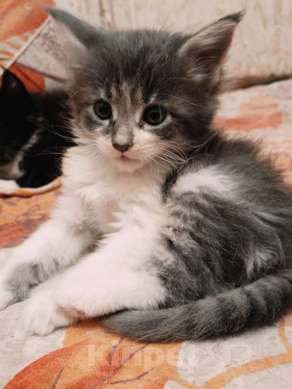 Кошки в Ярославле: Продам котят породы МейКун  Девочка, 15 000 руб. - фото 4