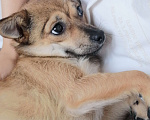 Собаки в Краснодаре: Потерялась собачка Девочка, 3 000 руб. - фото 5