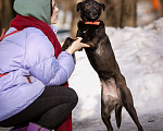 Собаки в Солнечногорске: Маленькая собачка в дар Девочка, Бесплатно - фото 5