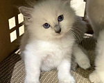 Кошки в Перми: Девушки Рэгдолл  Девочка, 80 000 руб. - фото 5