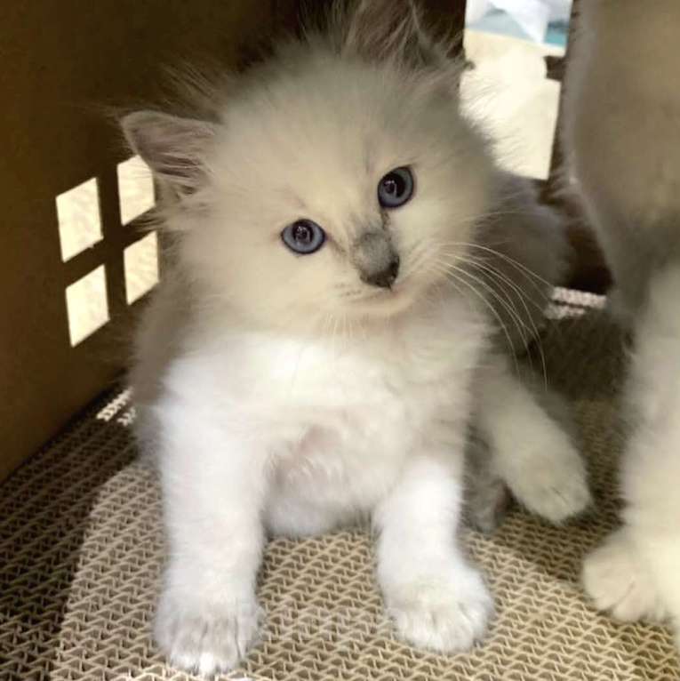 Кошки в Перми: Девушки Рэгдолл  Девочка, 80 000 руб. - фото 5