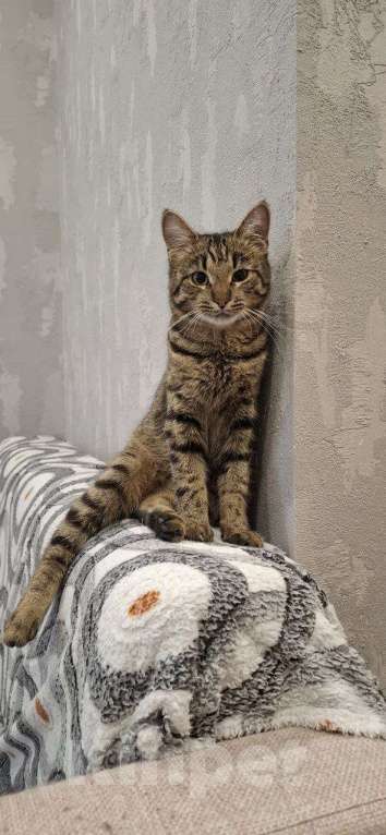 Кошки в Казани: Отдам в хорошие,добрые руки котенка.Даром Мальчик, Бесплатно - фото 2