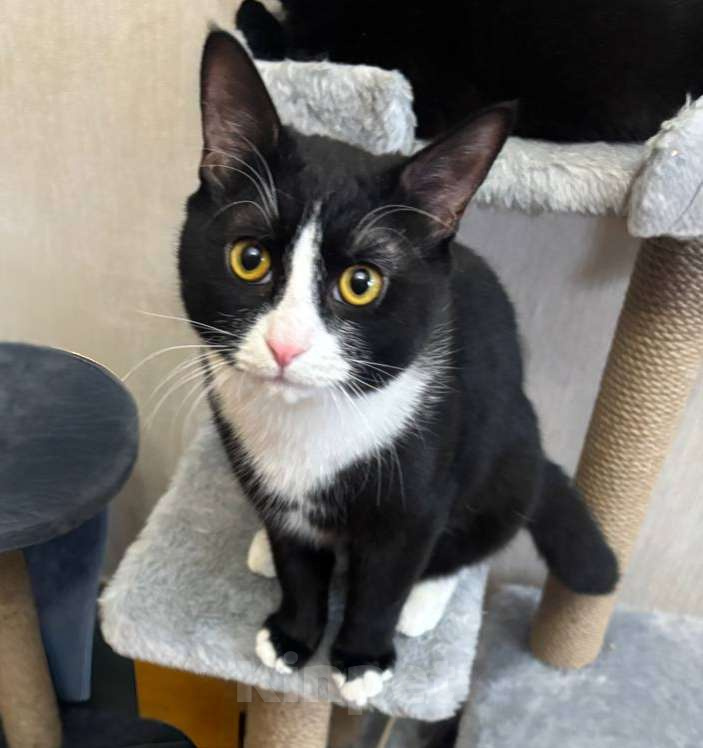 Кошки в Москве: Котёнок в добрые руки  Мальчик, Бесплатно - фото 3