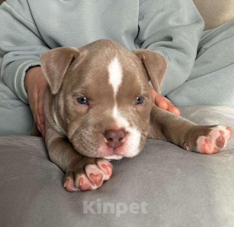 Собаки в Лыткарино: Щенки Американского булли  Мальчик, 139 999 руб. - фото 5