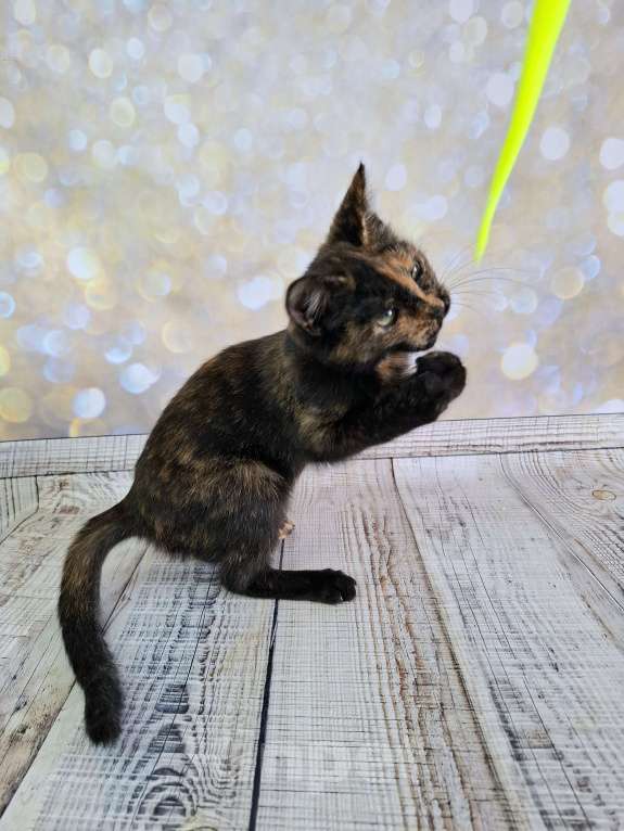 Кошки в Москве: Черепаховый котёнок в добрые руки  Девочка, Бесплатно - фото 7