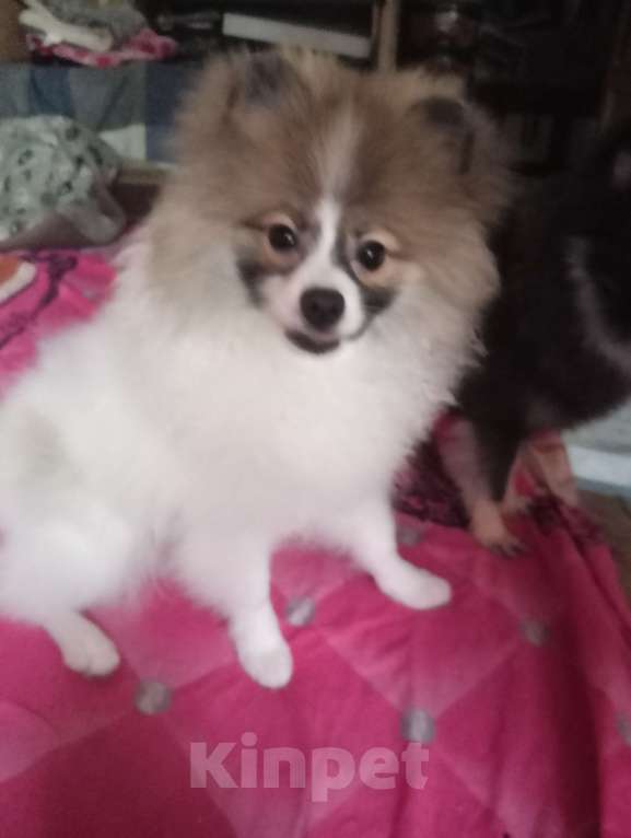 Собаки в Санкт-Петербурге: Померанский шпиц щенок Мальчик, 30 000 руб. - фото 3