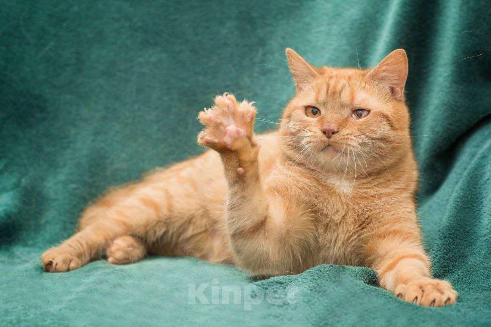 Кошки в Москве: Марс  Мальчик, Бесплатно - фото 3