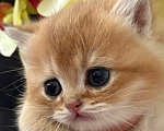 Кошки в Симферополе: Британские котята Девочка, 35 000 руб. - фото 2