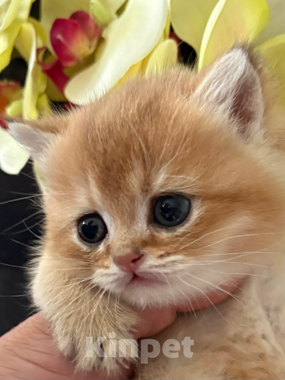 Кошки в Симферополе: Британские котята Девочка, 35 000 руб. - фото 2