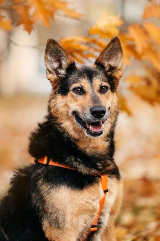 Собаки в Москве: Кокетка Эбби в поиске дома 🥰 Девочка, Бесплатно - фото 3