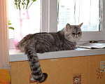 Кошки в Тольятти: Экзот приглашает на вязку, 5 000 руб. - фото 2