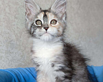 Кошки в Кяхте: Руби, 35 000 руб. - фото 5