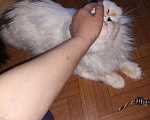 Кошки в Новокубанске: Персидский кот., 2 500 руб. - фото 4