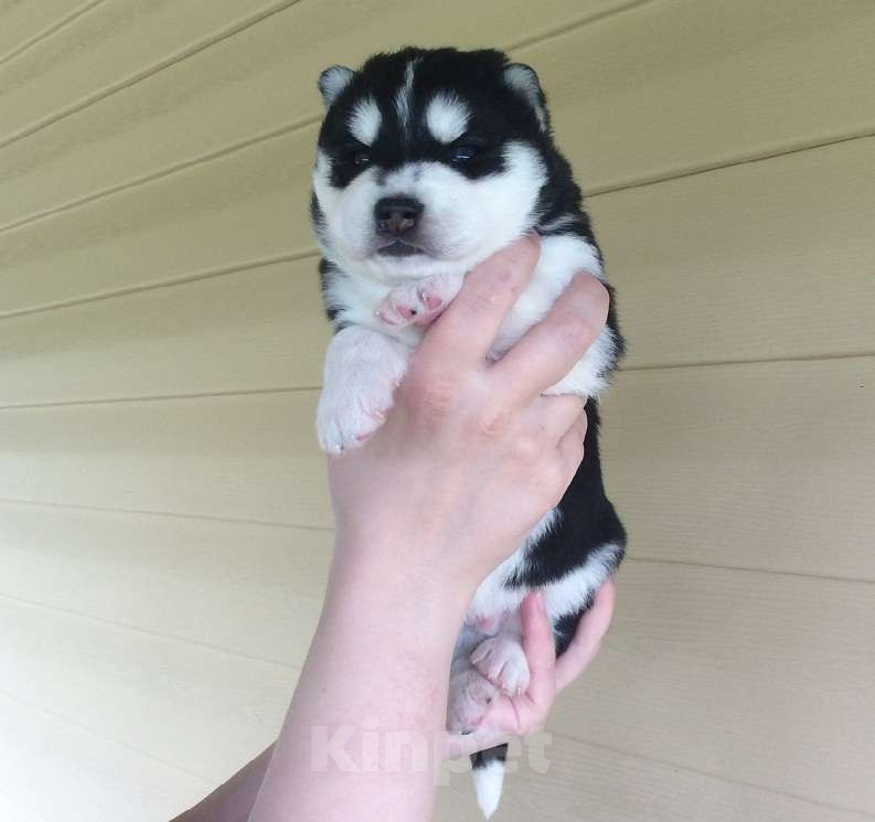 Собаки в Апатите: Хаски Щенки Разных окрасов Разнополые, Бесплатно - фото 1