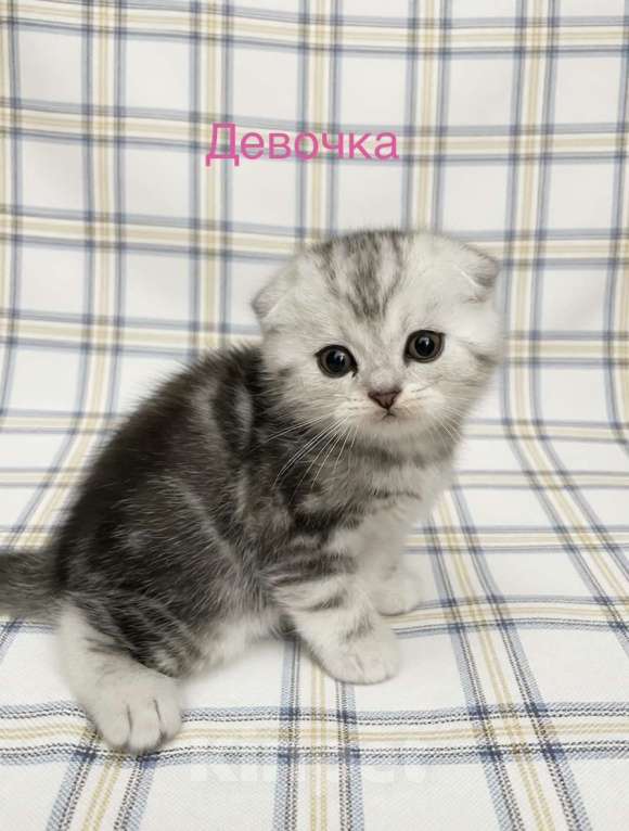 Кошки в Нижнем Новгороде: Шотландские котята Разнополые, 22 000 руб. - фото 2