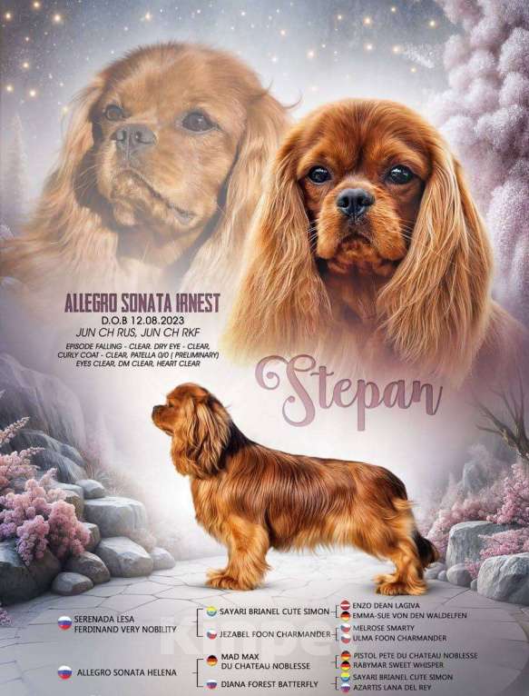 Собаки в Москве: Щенки Кавалер Кинг Чарльз спаниель Мальчик, 100 000 руб. - фото 10