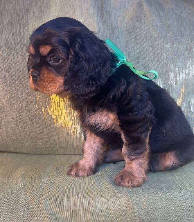 Собаки в Иваново: Изумительный щенок Мальчик, Бесплатно - фото 4