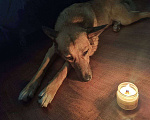 Собаки в Москве: Рыжуля в поисках семьи  Девочка, Бесплатно - фото 4