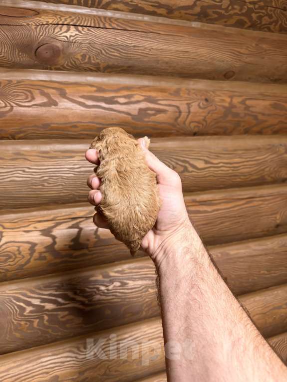 Собаки в Краснодаре: Той пудель щенок Девочка, 65 000 руб. - фото 8