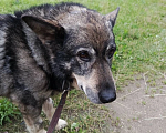 Собаки в Королеве: 🆘 ПРОПАЛА СОБАКА 🆘 г. Королёв, ул. Фрунзе Мальчик, 1 руб. - фото 2