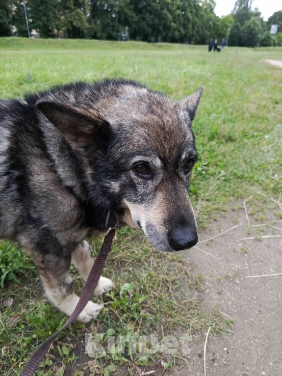 Собаки в Королеве: 🆘 ПРОПАЛА СОБАКА 🆘 г. Королёв, ул. Фрунзе Мальчик, 1 руб. - фото 2