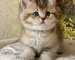 Кошки в Астрахани: Риддик, кот Мальчик, Бесплатно - фото 8