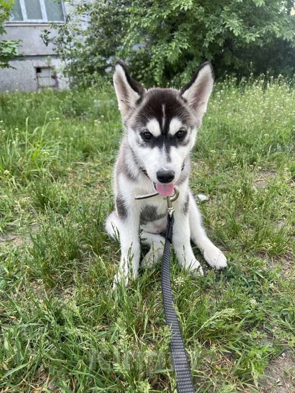 Собаки в Воронеже: Сибирская хаски  Девочка, Бесплатно - фото 4