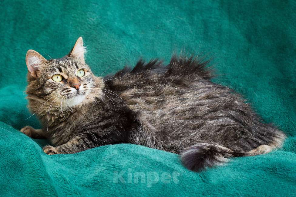 Кошки в Москве: Ищем самую-самую семью Девочка, Бесплатно - фото 5