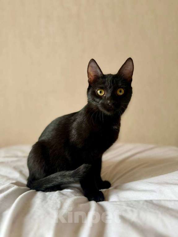 Кошки в Москве: Котенок Оська ищет дом Мальчик, Бесплатно - фото 4