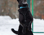 Собаки в Москве: Прекрасный и умный Чарлик мечтает о хозяине. Мальчик, 10 руб. - фото 2