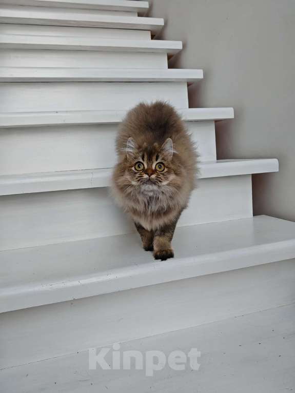 Кошки в Москве: Длинношертсная шотландская кошечка Девочка, 50 000 руб. - фото 3