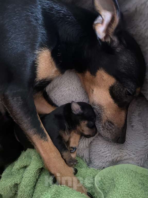 Собаки в Саяногорске: цвергпинчер Разнополые, 12 000 руб. - фото 4